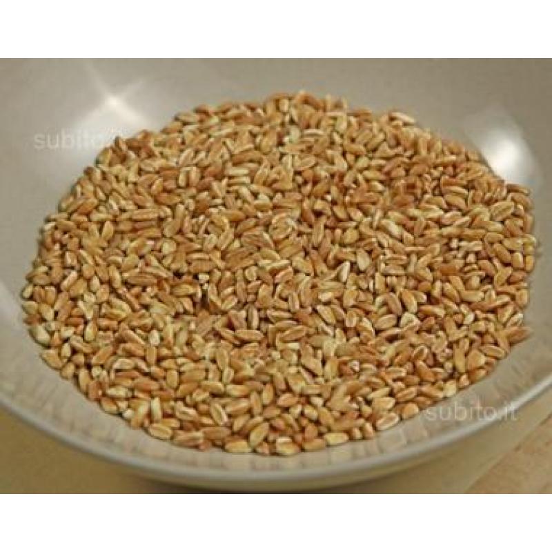 Cereali antichi, semi