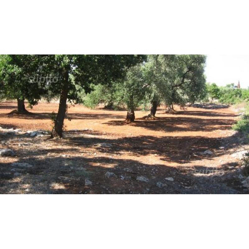 Terreno con 11 alberi secolari di ulivo