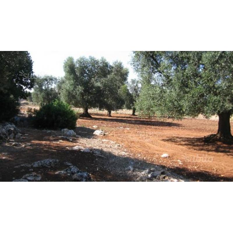 Terreno con 11 alberi secolari di ulivo