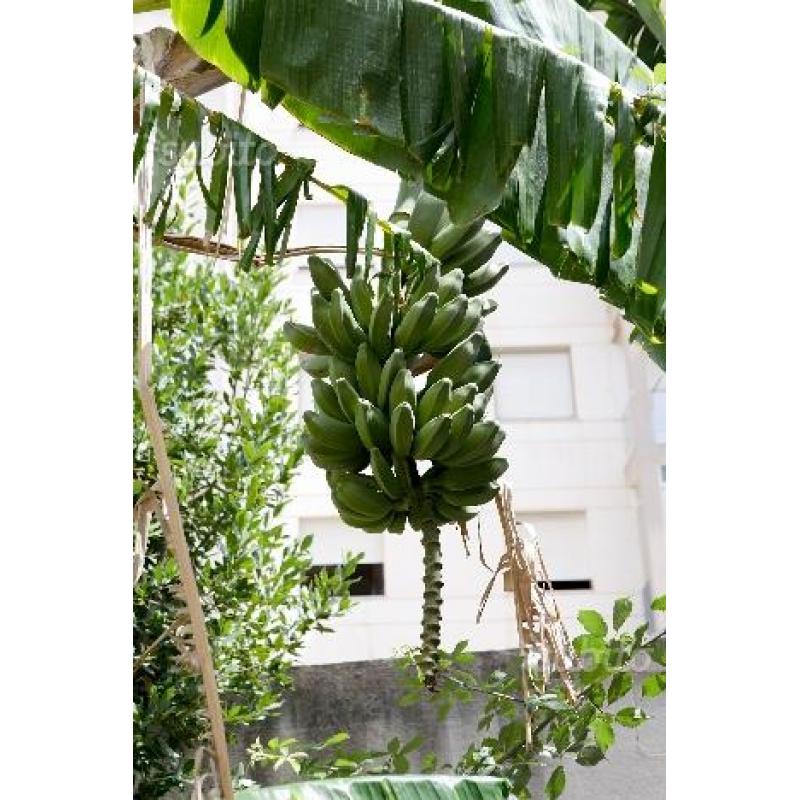 Piante di banano - platano